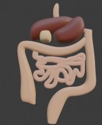 Digestion de l'anatomie humaine 3d model