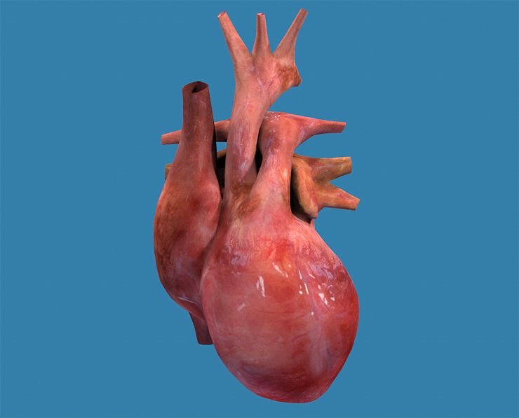 Coeur humain texturé 3d model