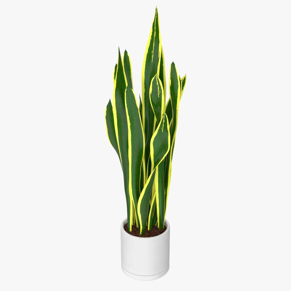 Sansevieria Trifasciata modelo 3d