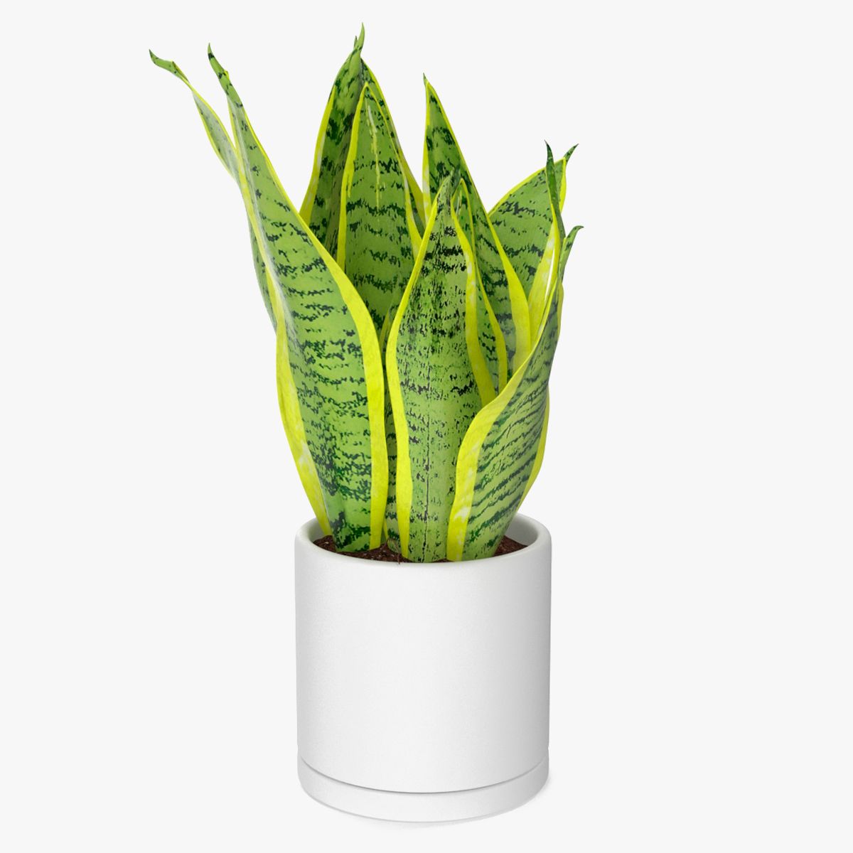 Dracaena Trifasciata modelo 3d