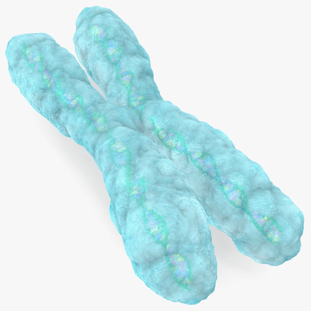 Chromosome X humain 3d model